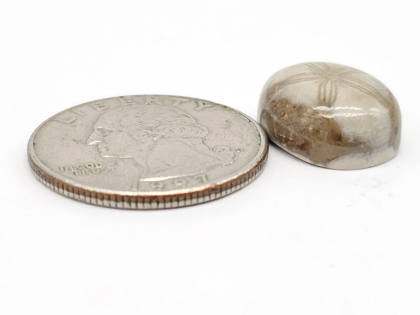 Sand Dollar Fossil - Medium