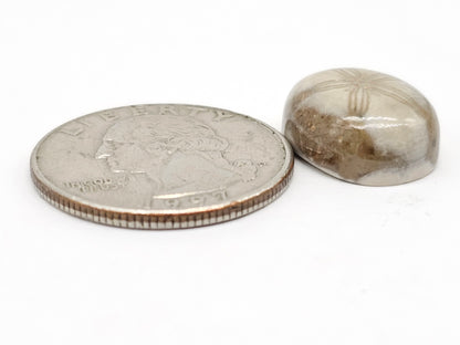 Sand Dollar Fossil - Medium