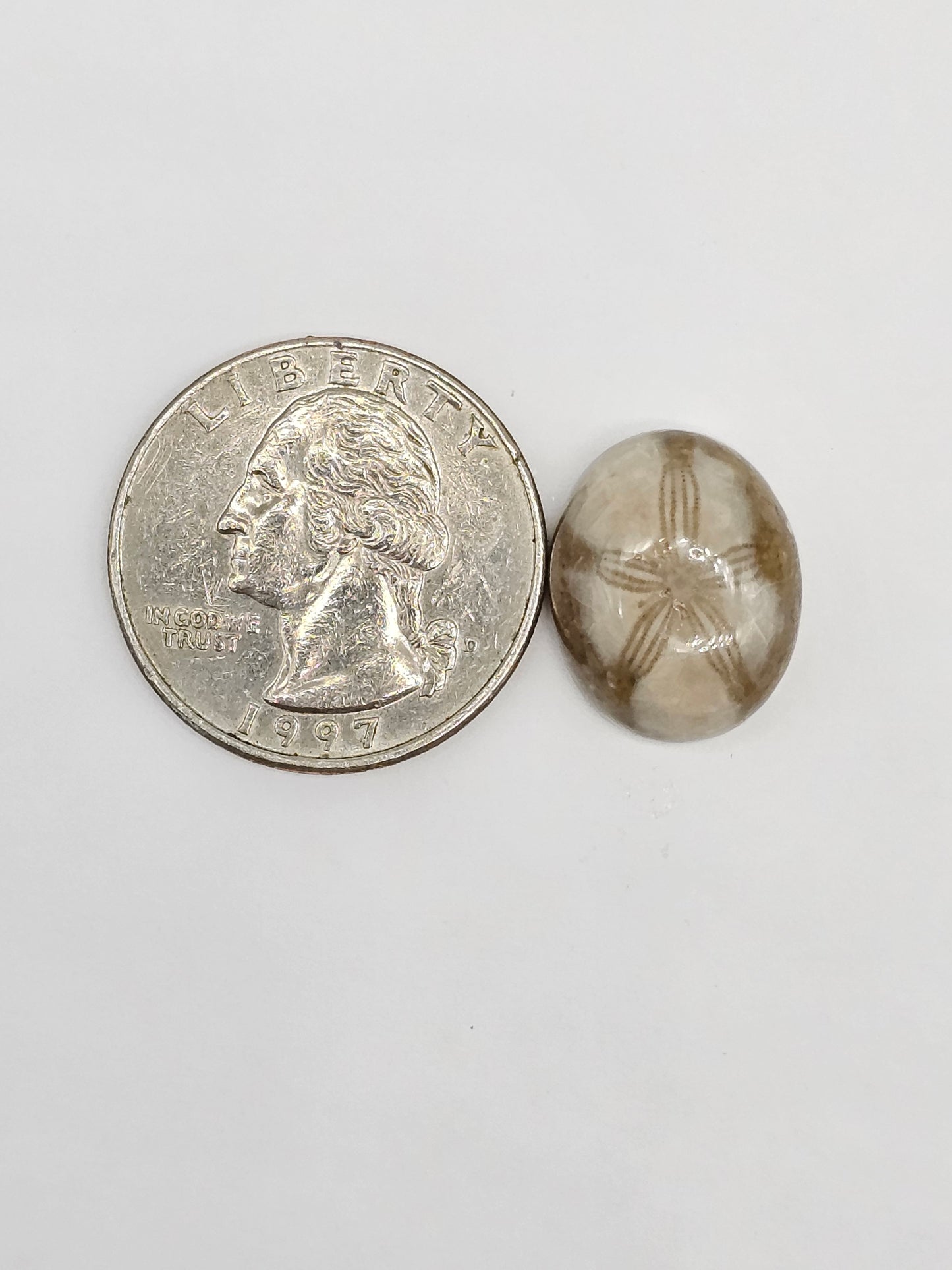 Sand Dollar Fossil - Medium