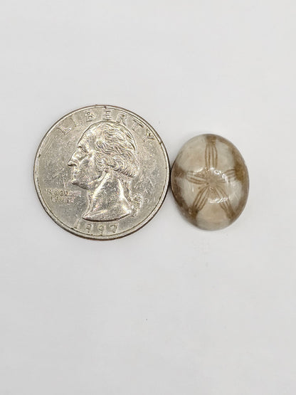 Sand Dollar Fossil - Medium