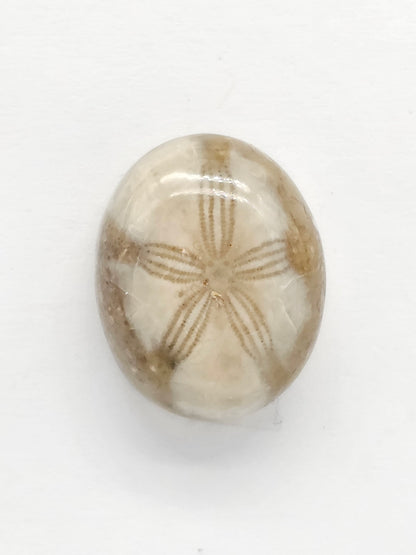 Sand Dollar Fossil - Medium