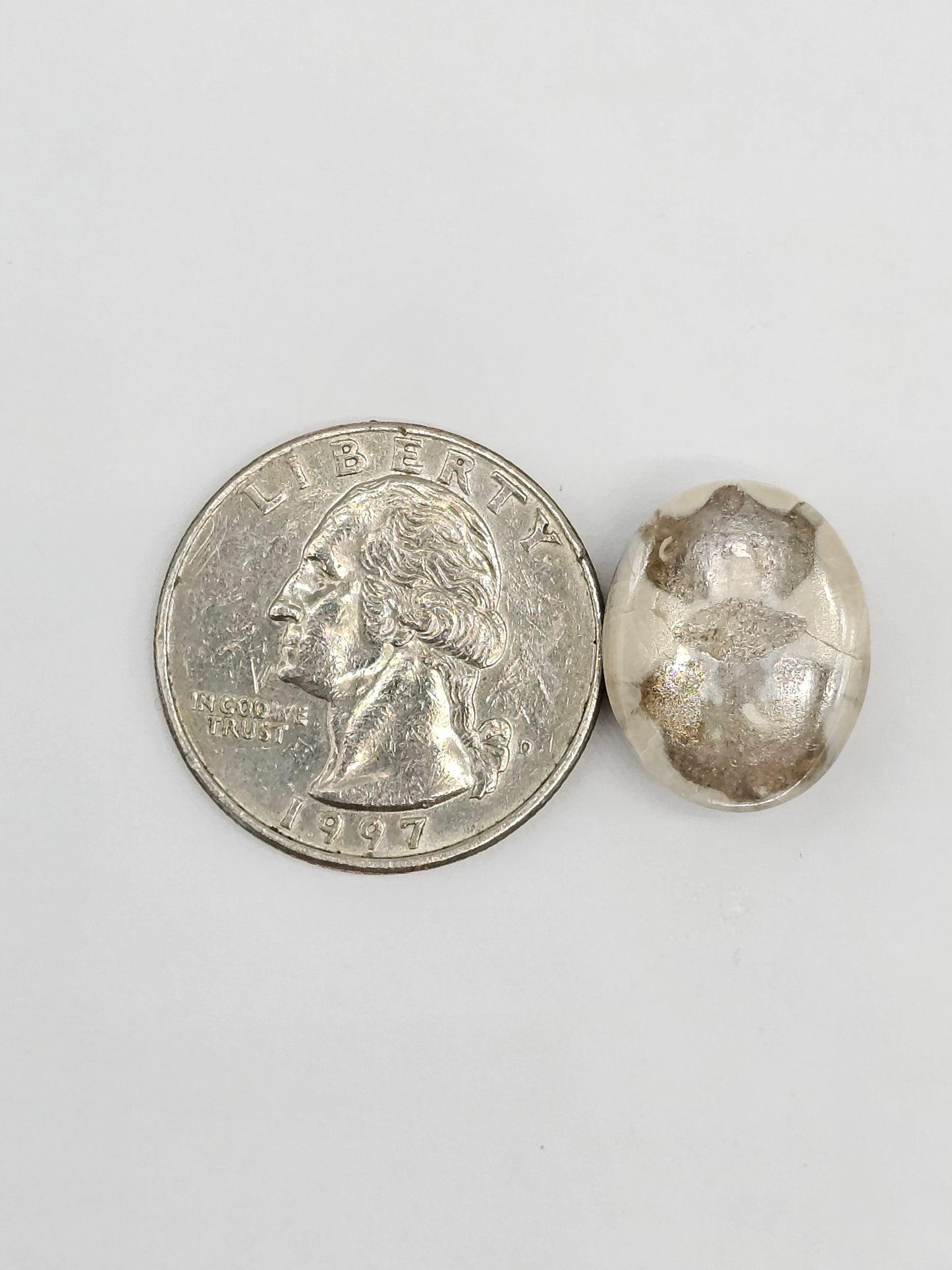Sand Dollar Fossil - Medium