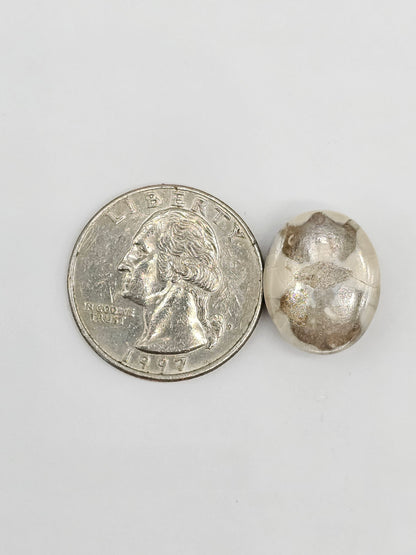 Sand Dollar Fossil - Medium