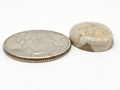 Sand Dollar Fossil - Medium