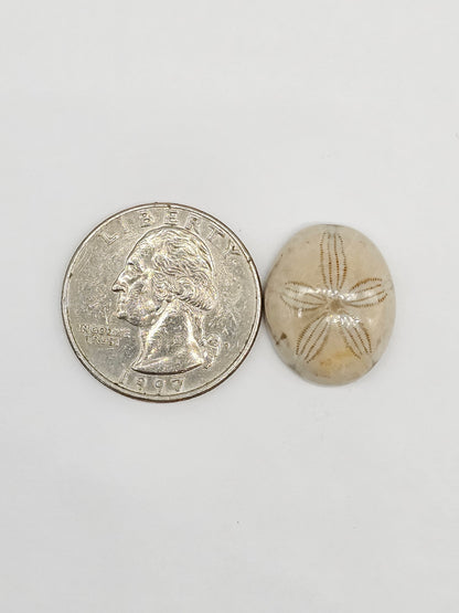 Sand Dollar Fossil - Medium