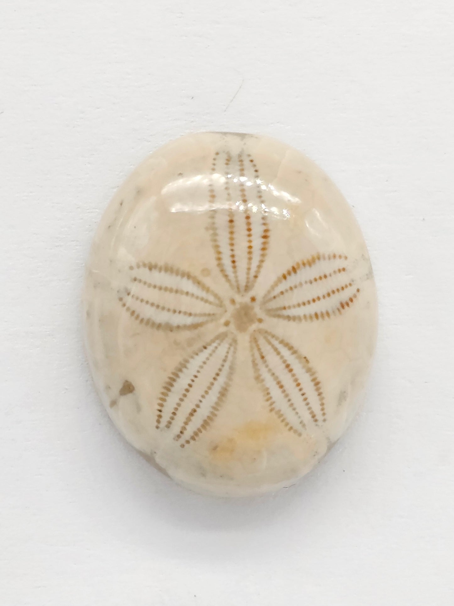 Sand Dollar Fossil - Medium