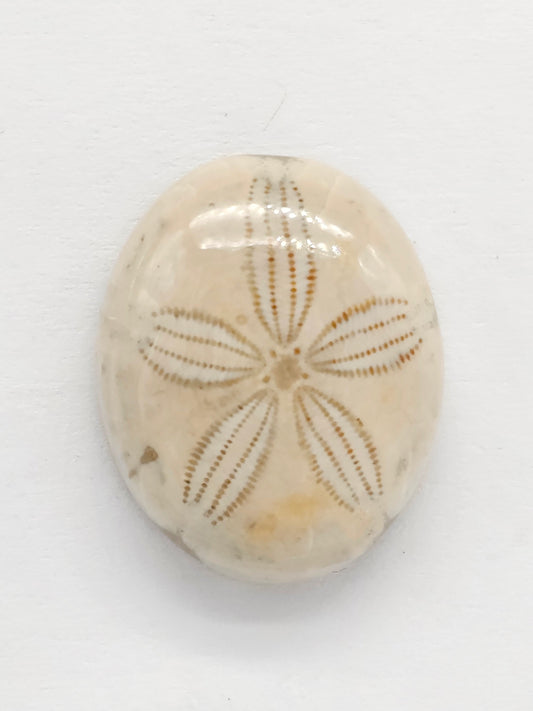 Sand Dollar Fossil - Medium