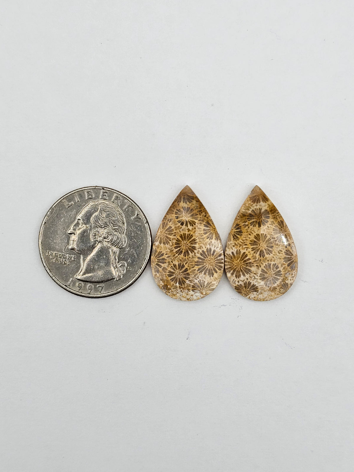 Fossilized Coral pair