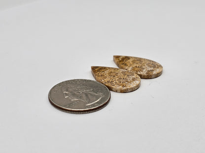 Fossilized Coral pair