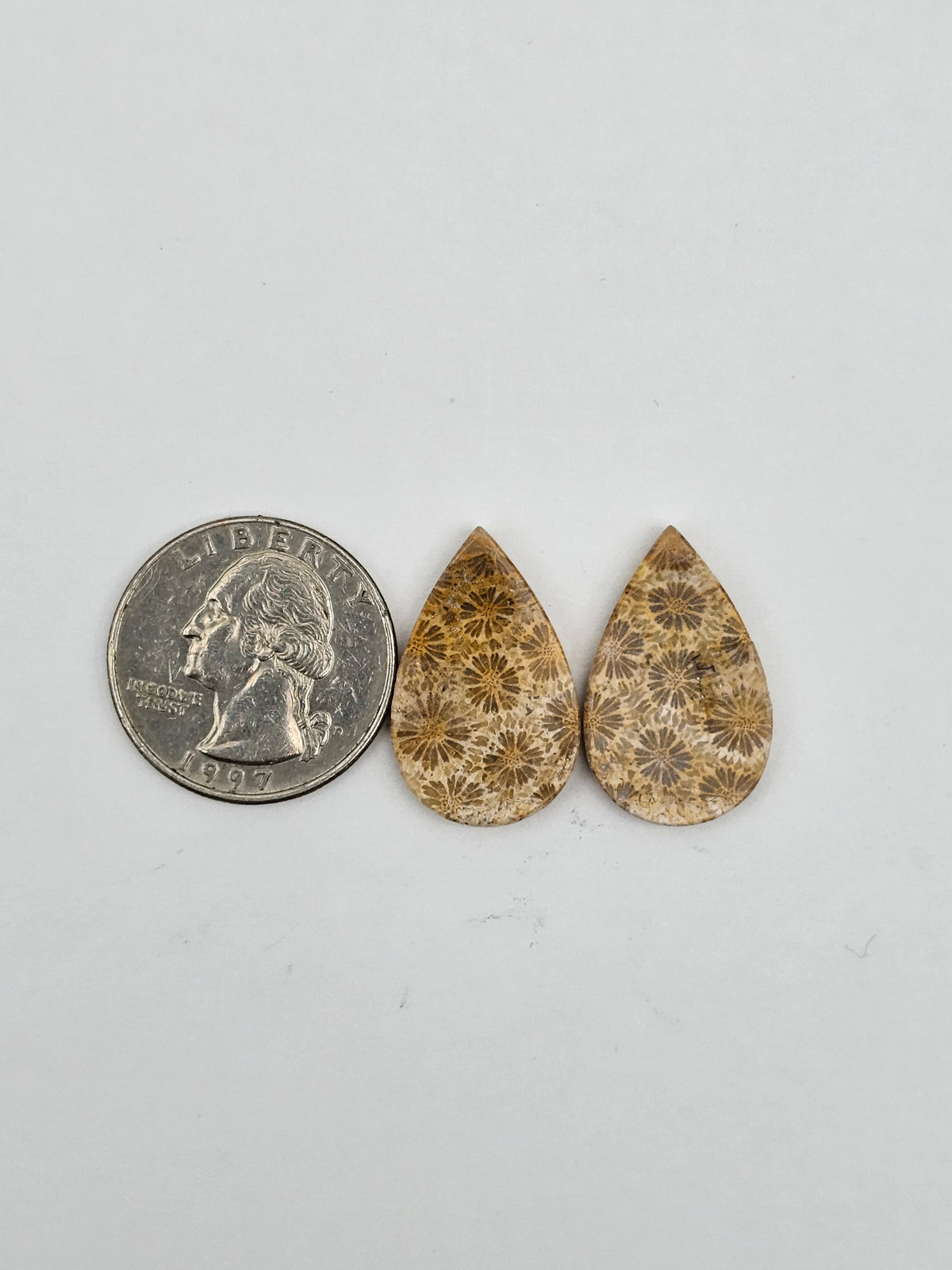 Fossilized Coral pair