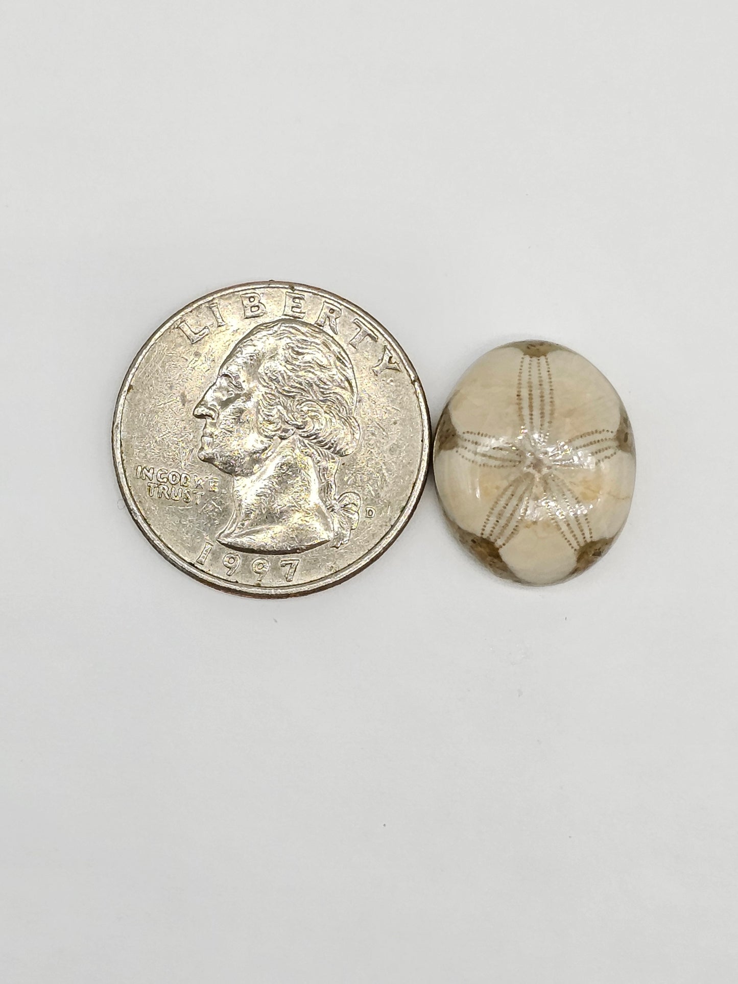 Sand Dollar Fossil - Medium