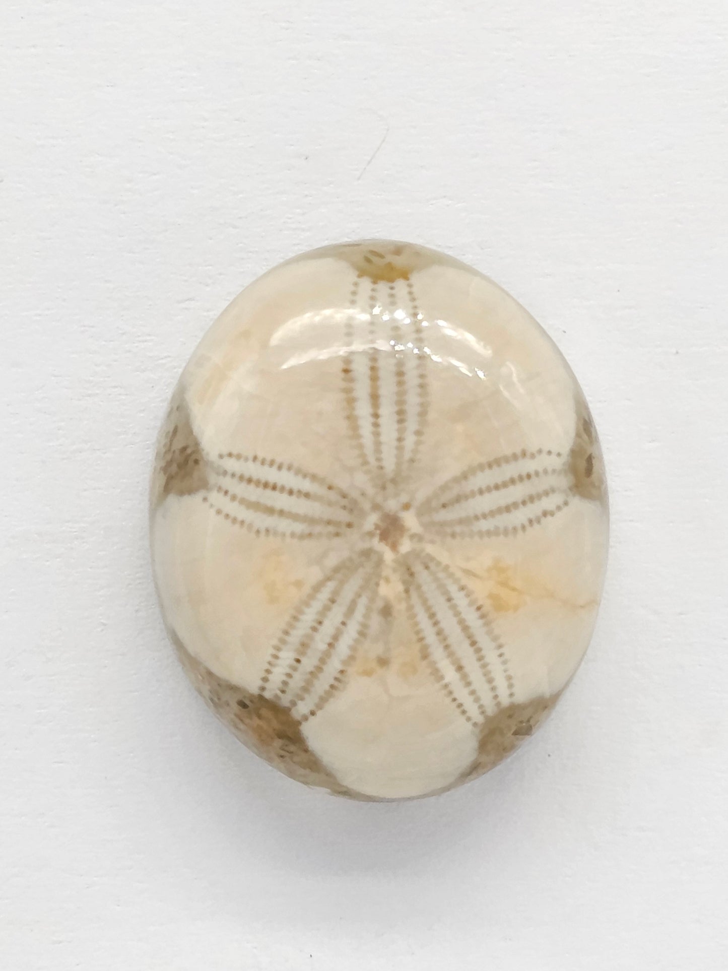 Sand Dollar Fossil - Medium