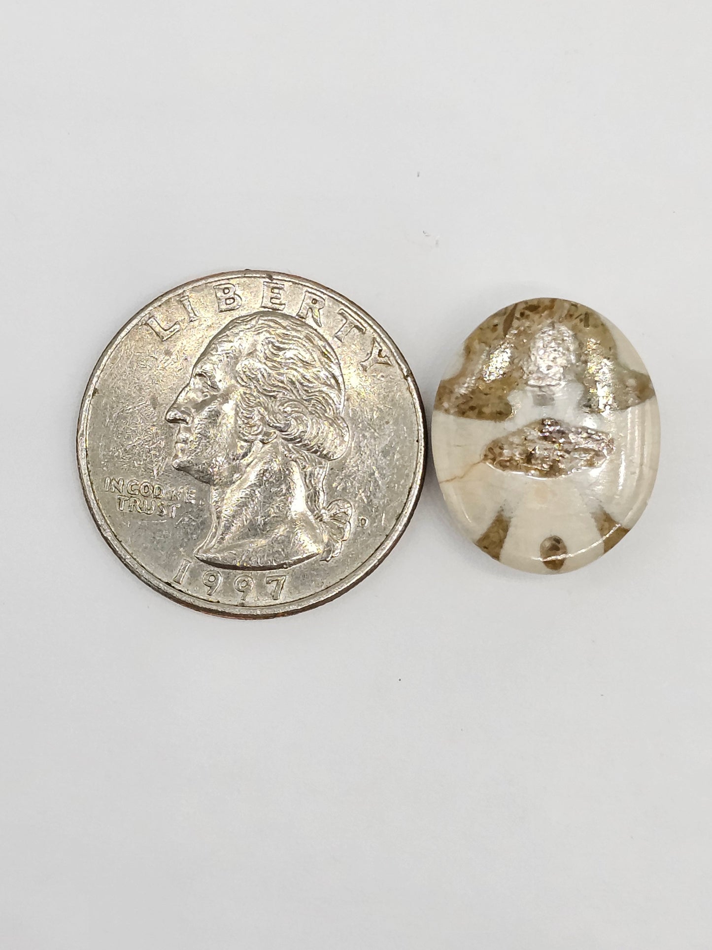 Sand Dollar Fossil - Medium