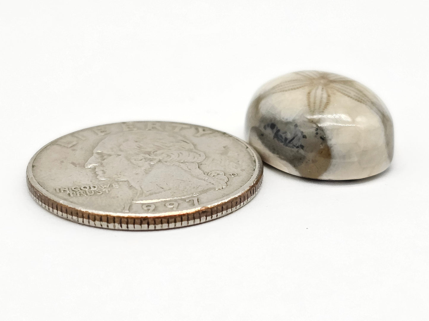Sand Dollar Fossil - Medium