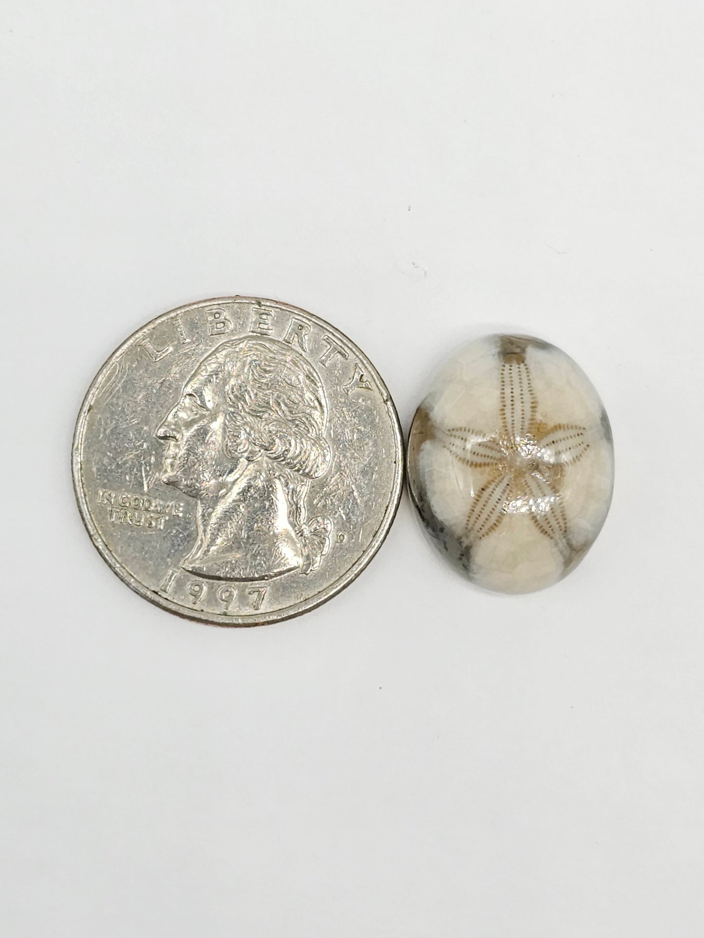 Sand Dollar Fossil - Medium