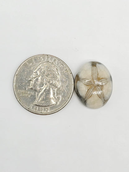 Sand Dollar Fossil - Medium