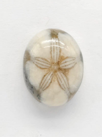 Sand Dollar Fossil - Medium