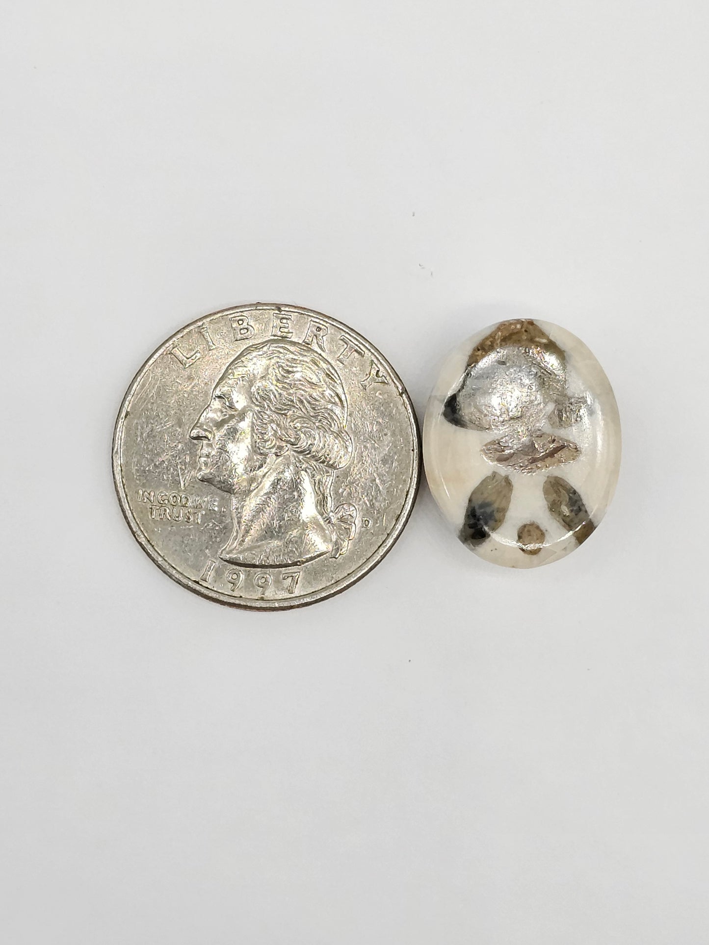 Sand Dollar Fossil - Medium