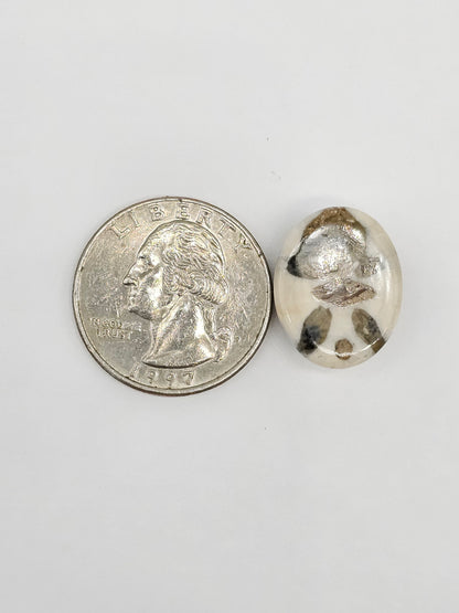 Sand Dollar Fossil - Medium