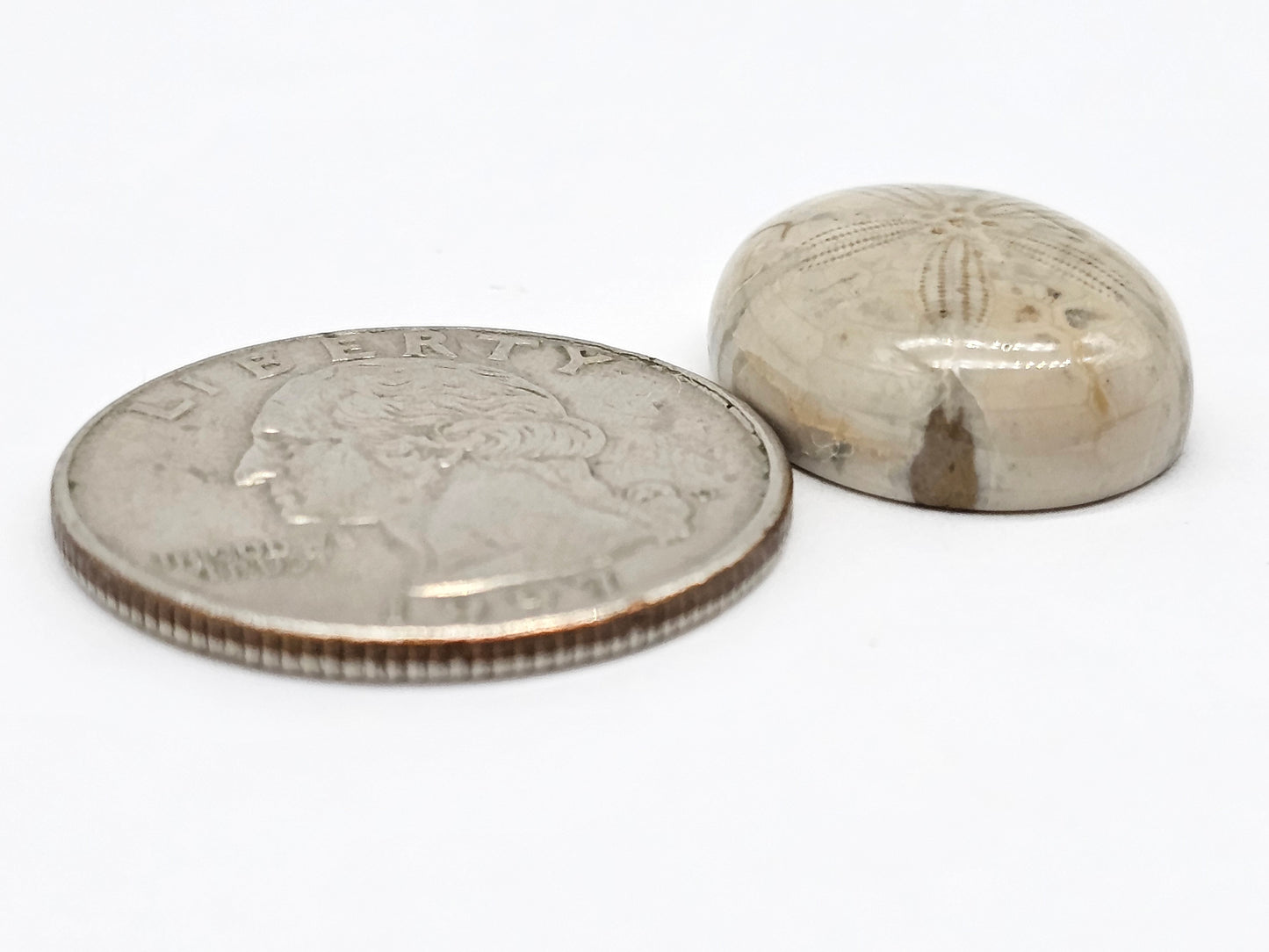 Sand Dollar Fossil - Medium