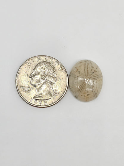 Sand Dollar Fossil - Medium