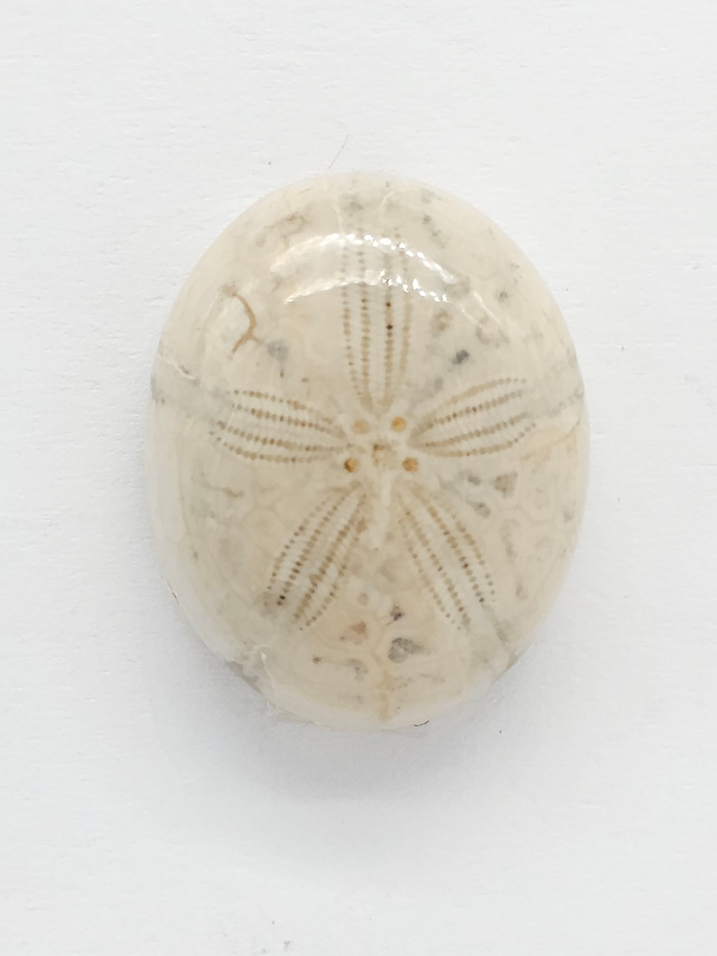 Sand Dollar Fossil - Medium