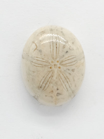 Sand Dollar Fossil - Medium