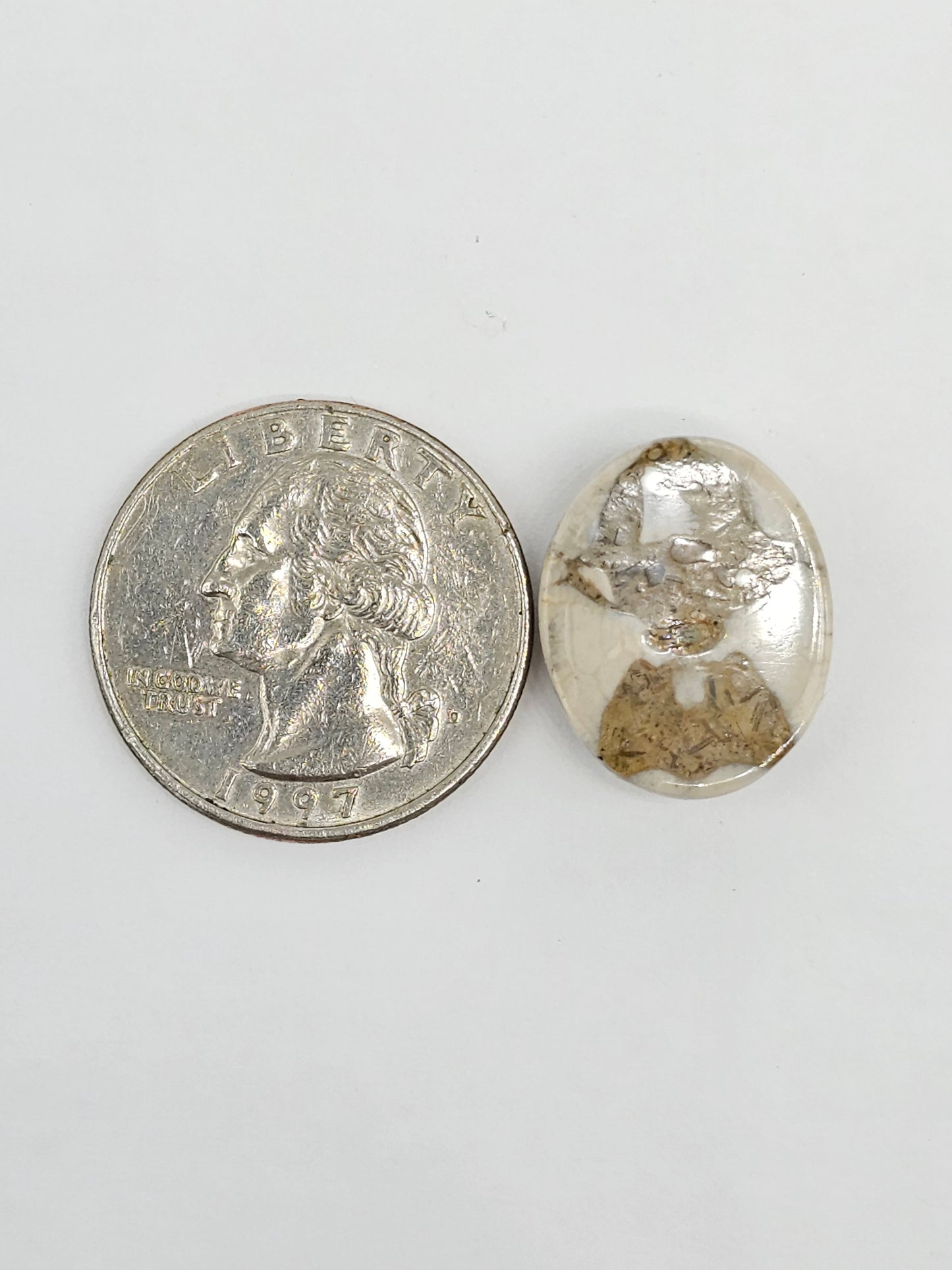 Sand Dollar Fossil - Medium