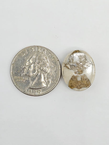 Sand Dollar Fossil - Medium