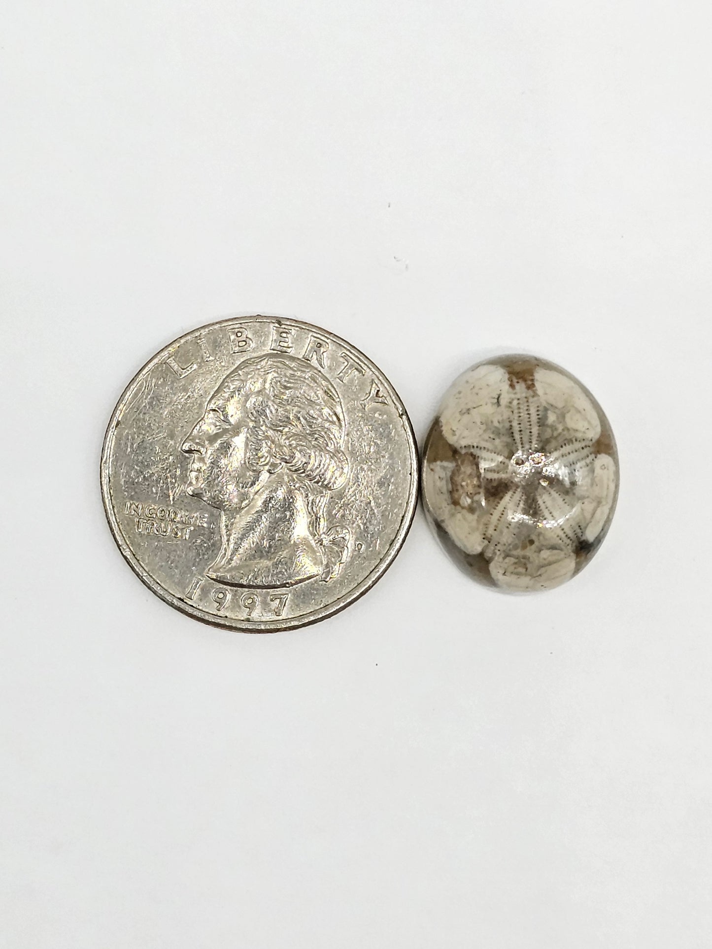 Sand Dollar Fossil - Medium