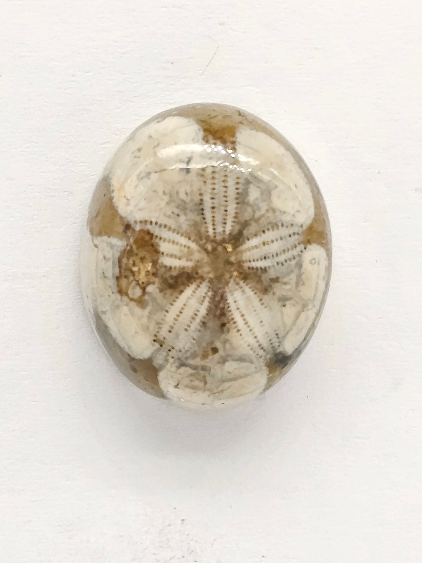 Sand Dollar Fossil - Medium