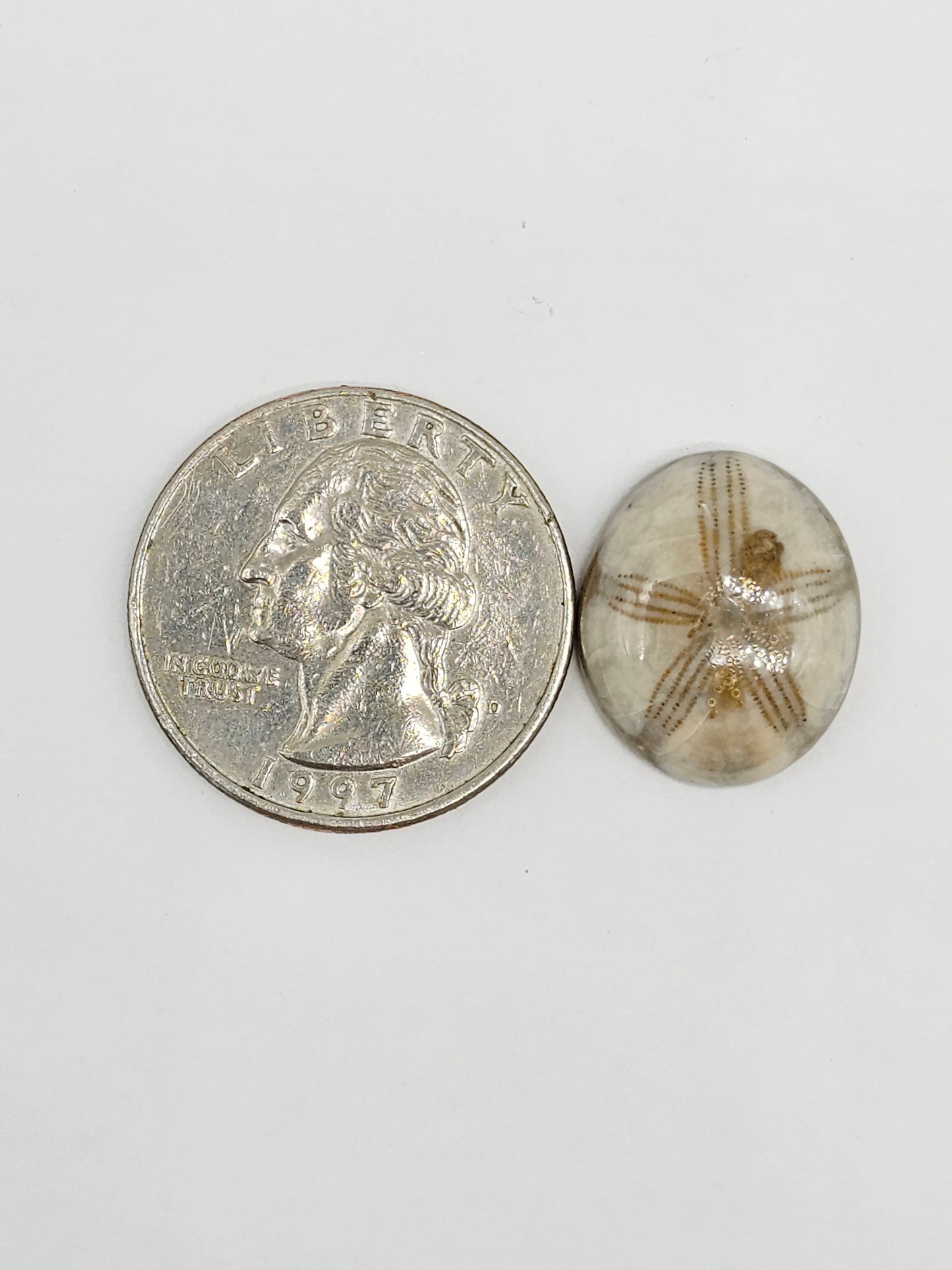Sand Dollar Fossil - Medium