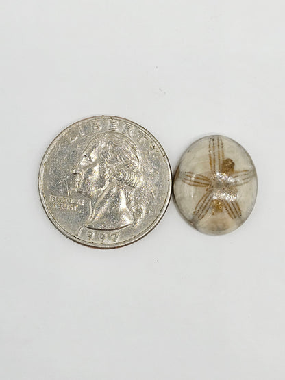 Sand Dollar Fossil - Medium