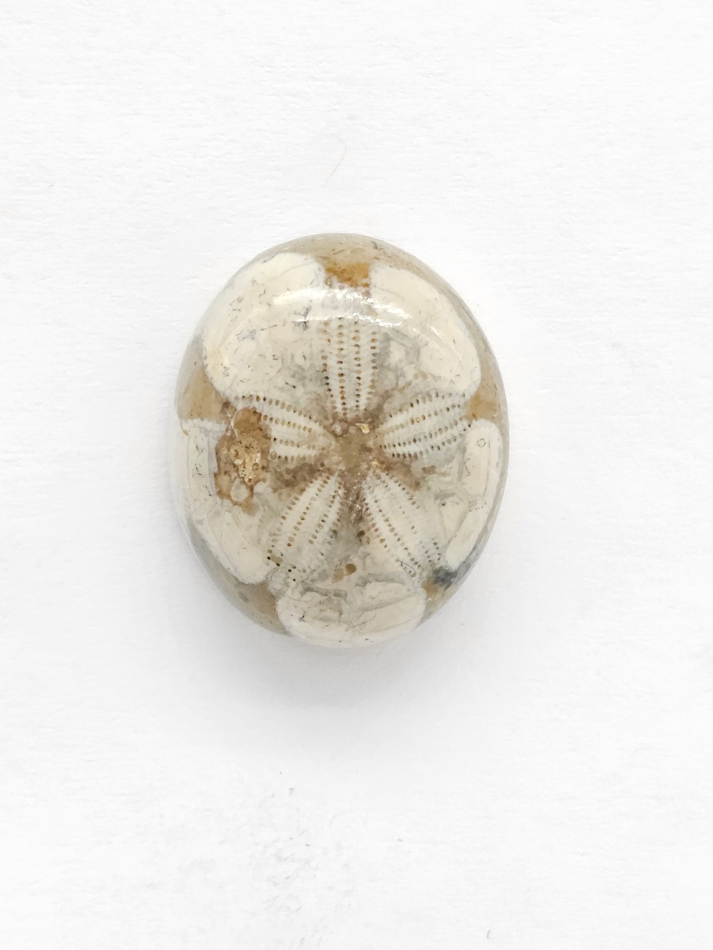 Sand Dollar Fossil - Medium