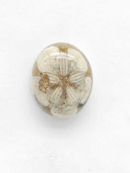 Sand Dollar Fossil - Medium