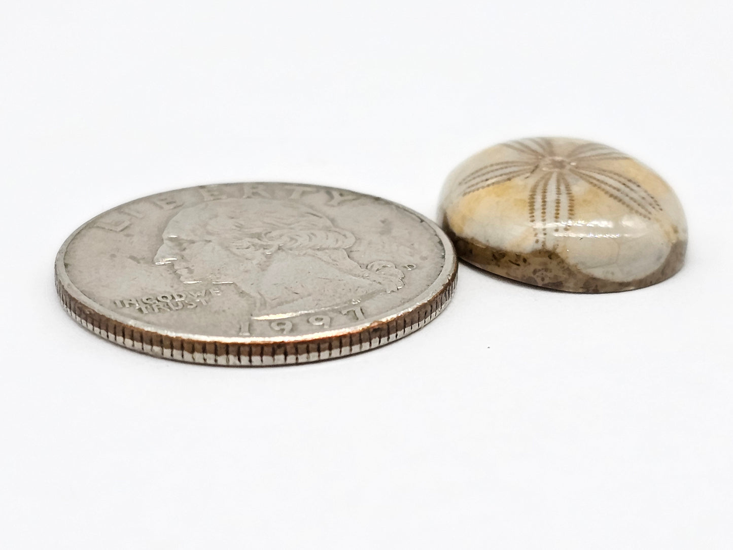 Sand Dollar Fossil - Medium