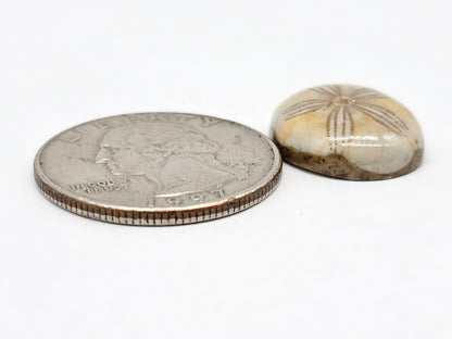 Sand Dollar Fossil - Medium