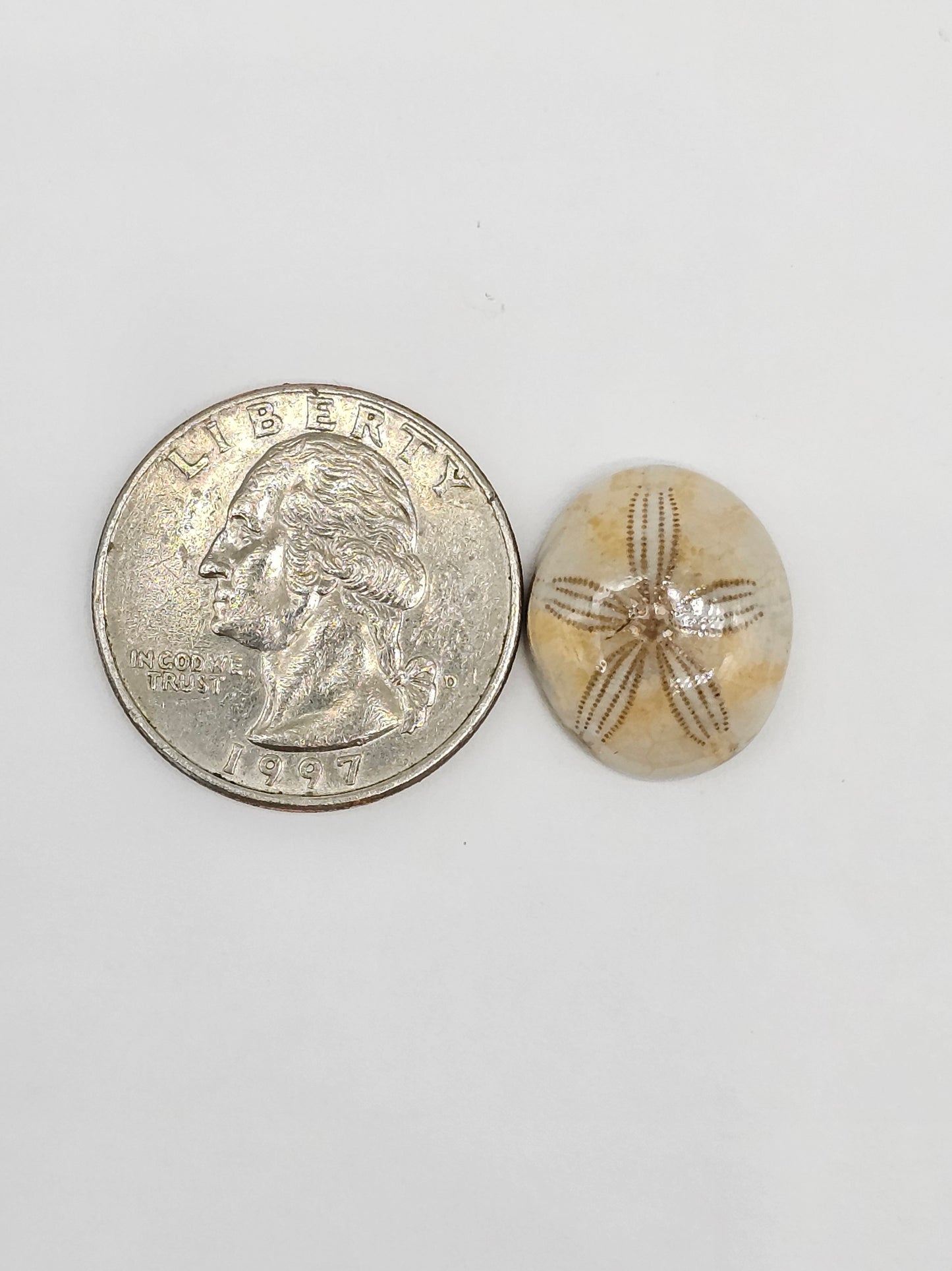 Sand Dollar Fossil - Medium