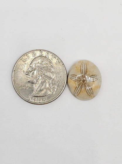 Sand Dollar Fossil - Medium