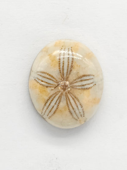 Sand Dollar Fossil - Medium