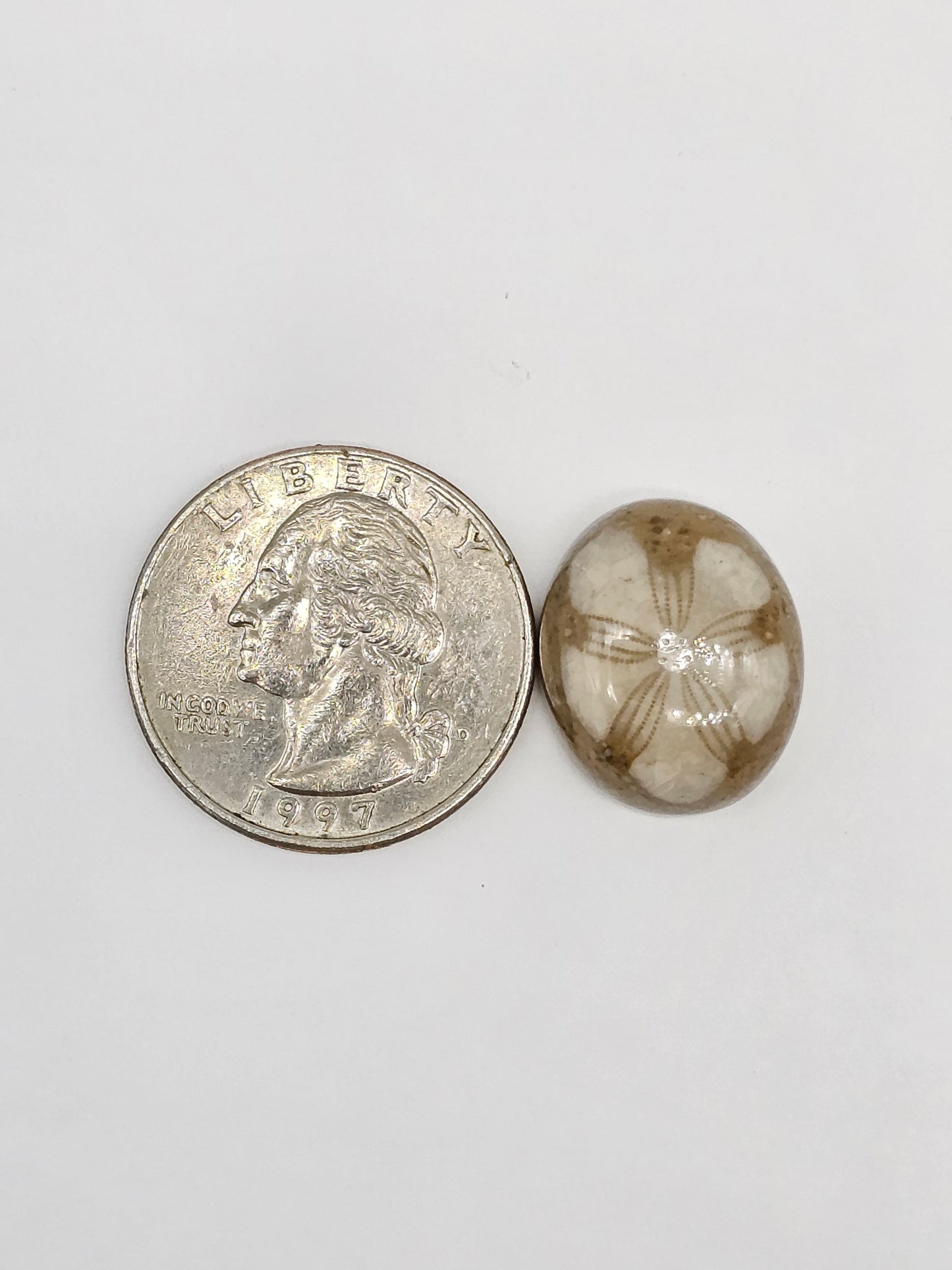Sand Dollar Fossil - Medium