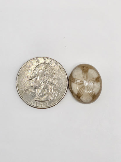 Sand Dollar Fossil - Medium