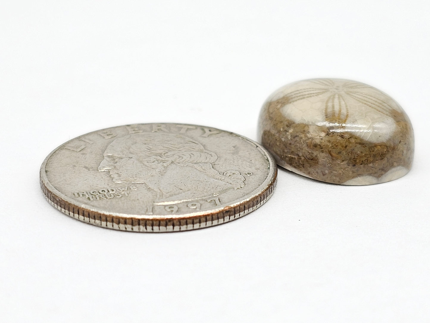 Sand Dollar Fossil - Medium