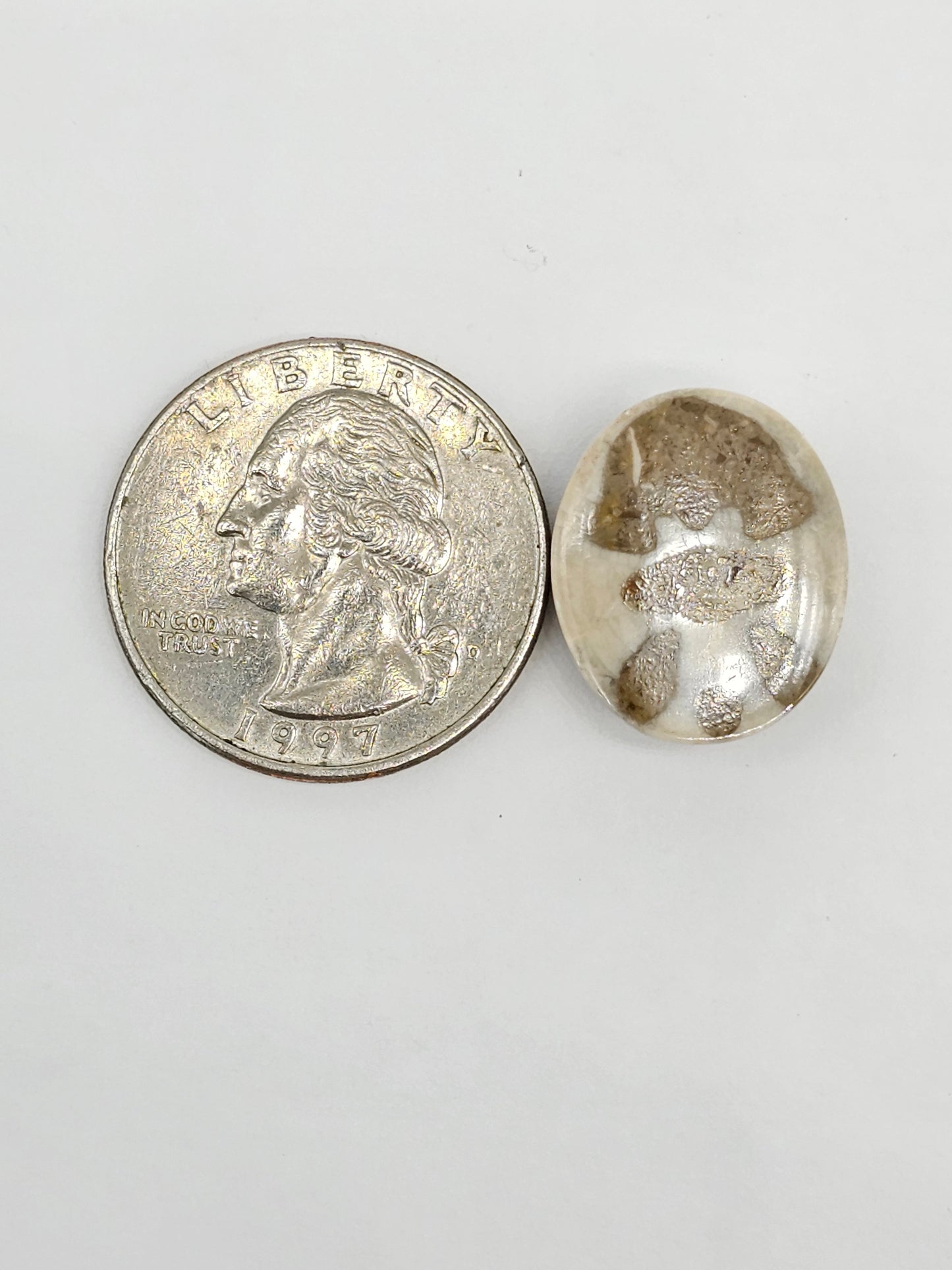 Sand Dollar Fossil - Medium