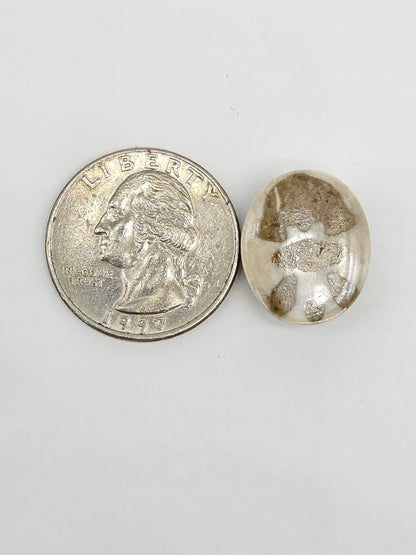 Sand Dollar Fossil - Medium