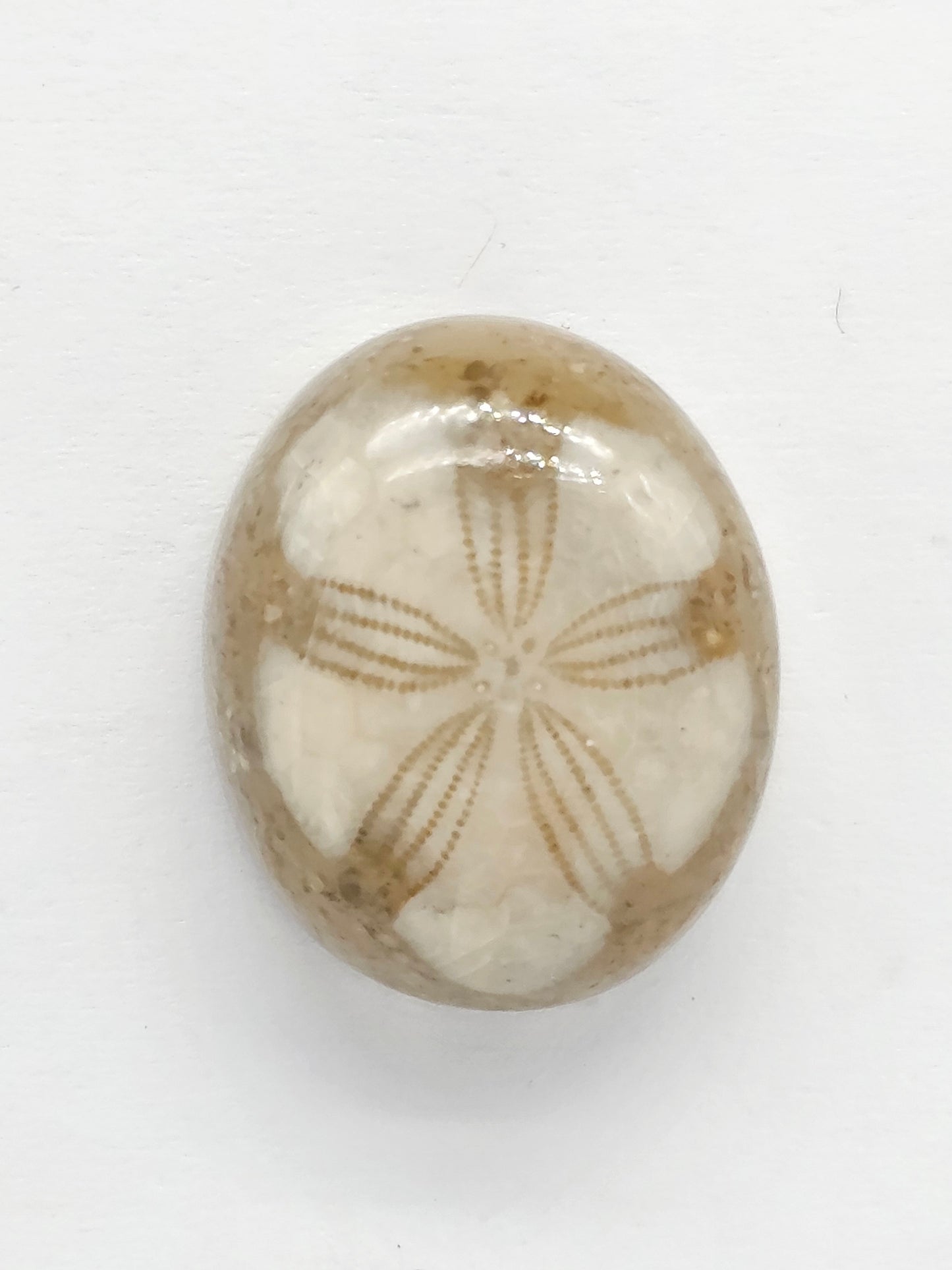 Sand Dollar Fossil - Medium