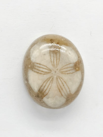 Sand Dollar Fossil - Medium