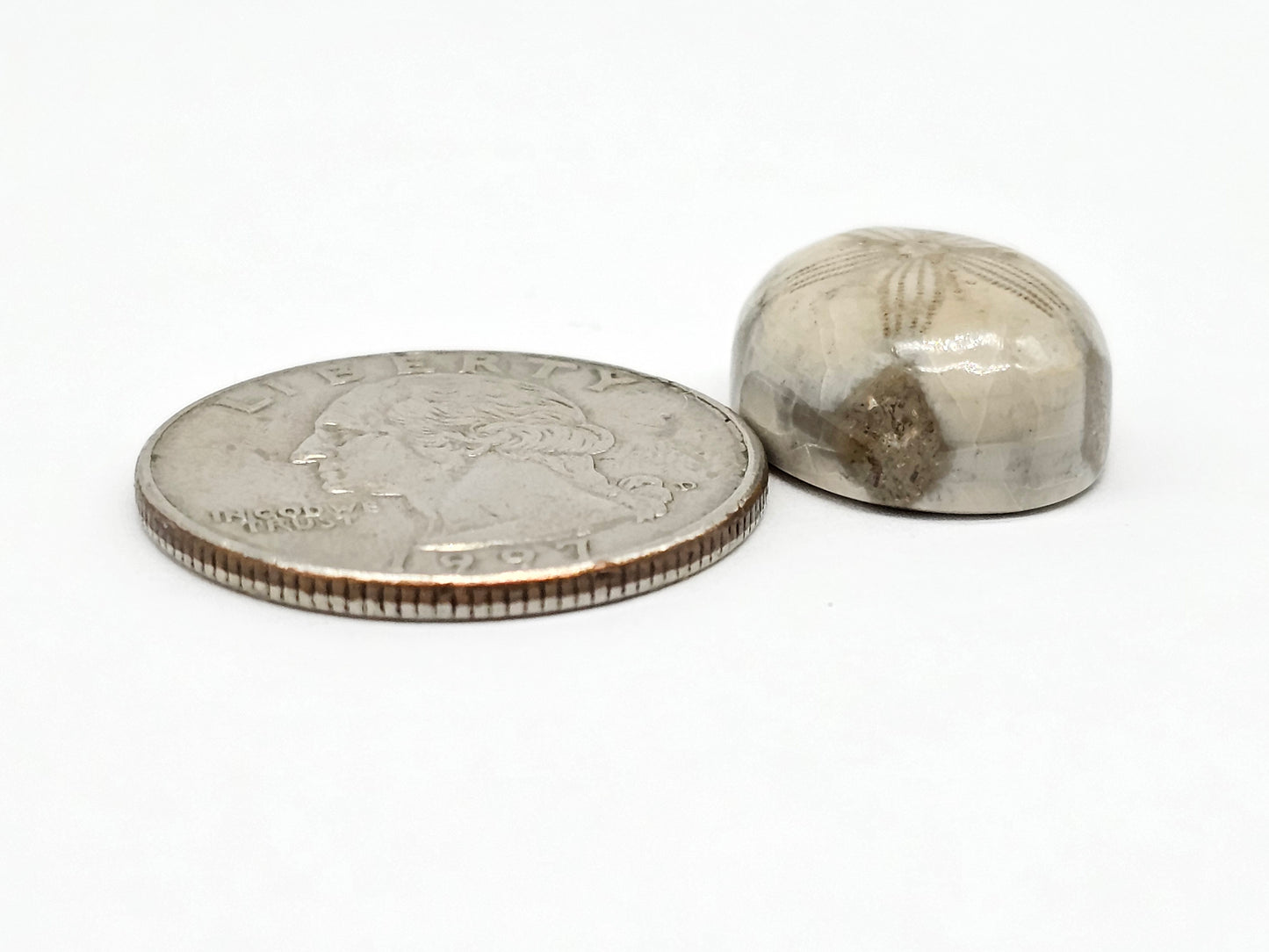 Sand Dollar Fossil - Medium
