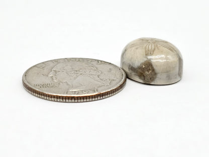 Sand Dollar Fossil - Medium