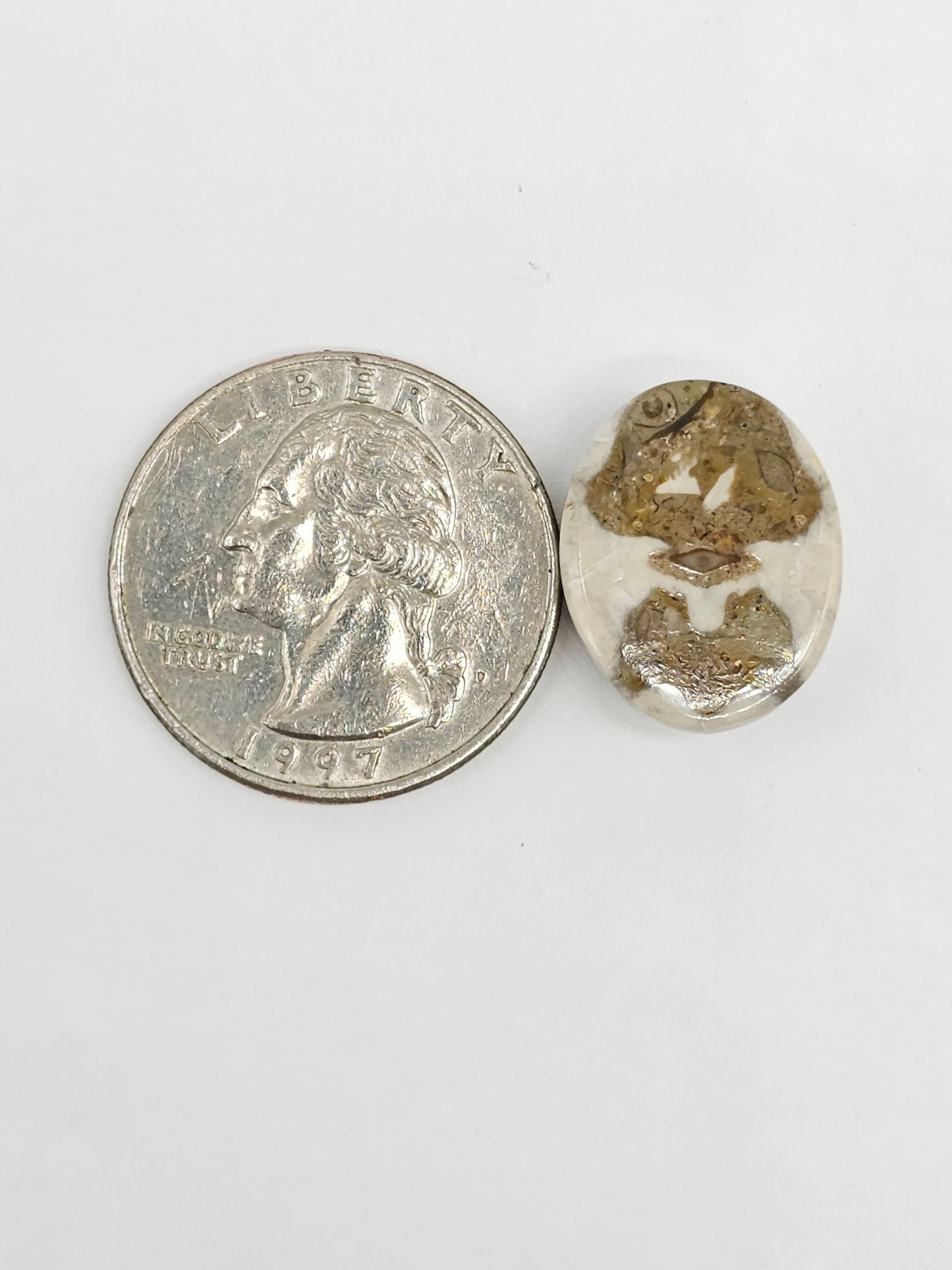 Sand Dollar Fossil - Medium